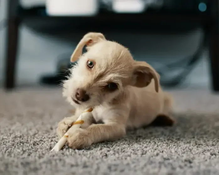 A small dog relaxing on a freshly cleaned carpet