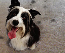 Carpet Cleaning
